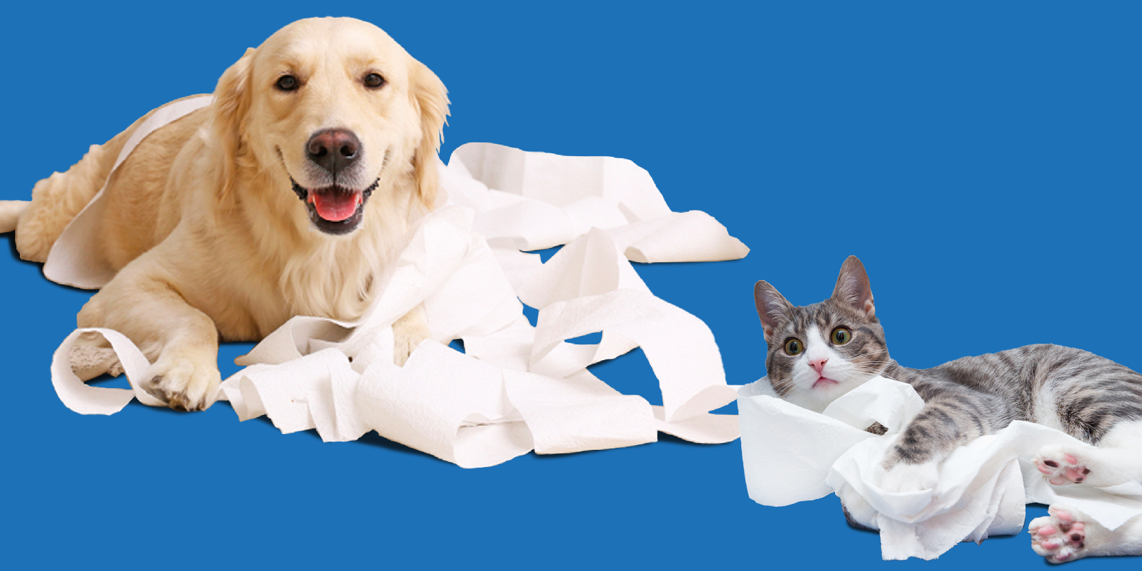 dog and cats with toilet paper